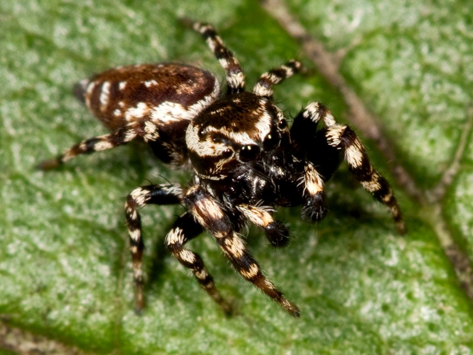 Pelegrina galathea male Kaldari 04