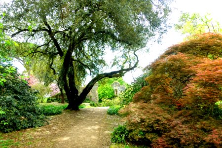 Path - Giardino di Ninfa, Italy - DSC03135