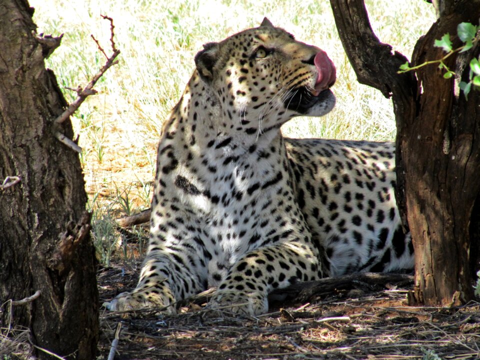 Africa safari animal