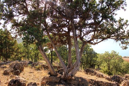 Tree old Free photos