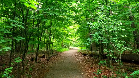 Path - Habitat Education Center & Wildlife Sanctuary - Belmont, MA - 20200622 084542