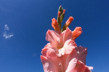 Pink tender green photo