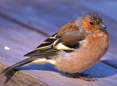 Fink songbird animal