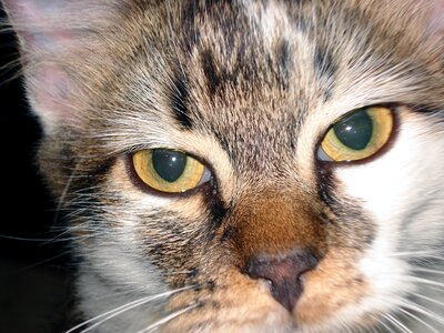 Kitten feline eyes photo