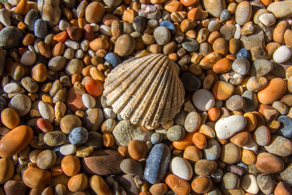 Shell ocean rhinestones