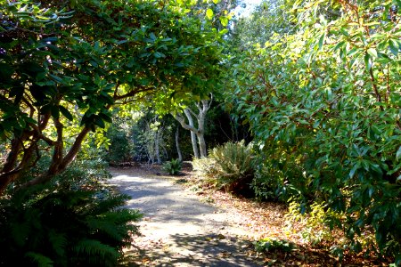Path - Mendocino Coast Botanical Gardens - DSC02076