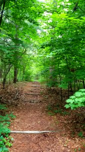 Path - Habitat Education Center & Wildlife Sanctuary - Belmont, MA - 20200622 084225