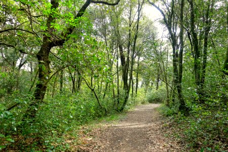 Path - Bosco - Villa Lante, Bagnaia, Italy - DSC01967