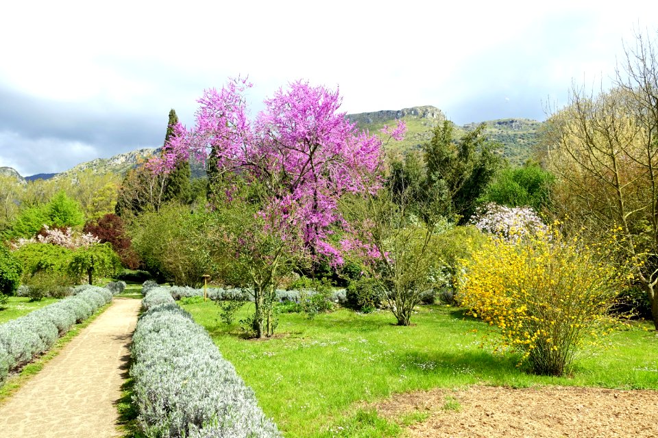 Path - Giardino di Ninfa, Italy - DSC03030
