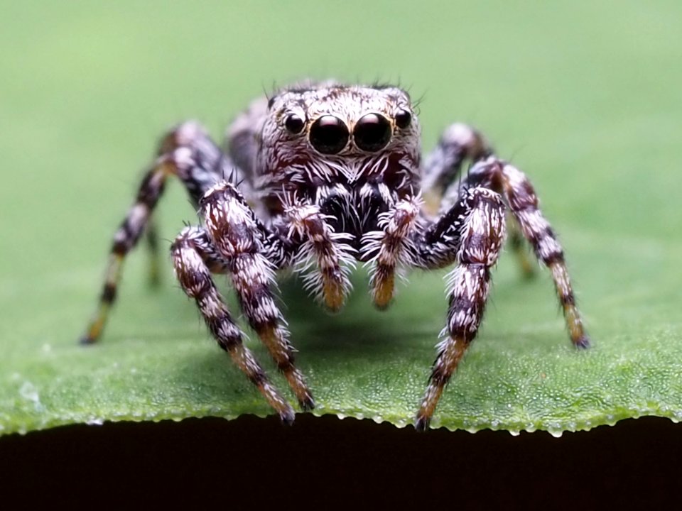 Pelegrina galathea female 2020