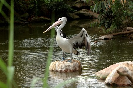 Pelican-Melbourne-Zoo-20070224-049 photo