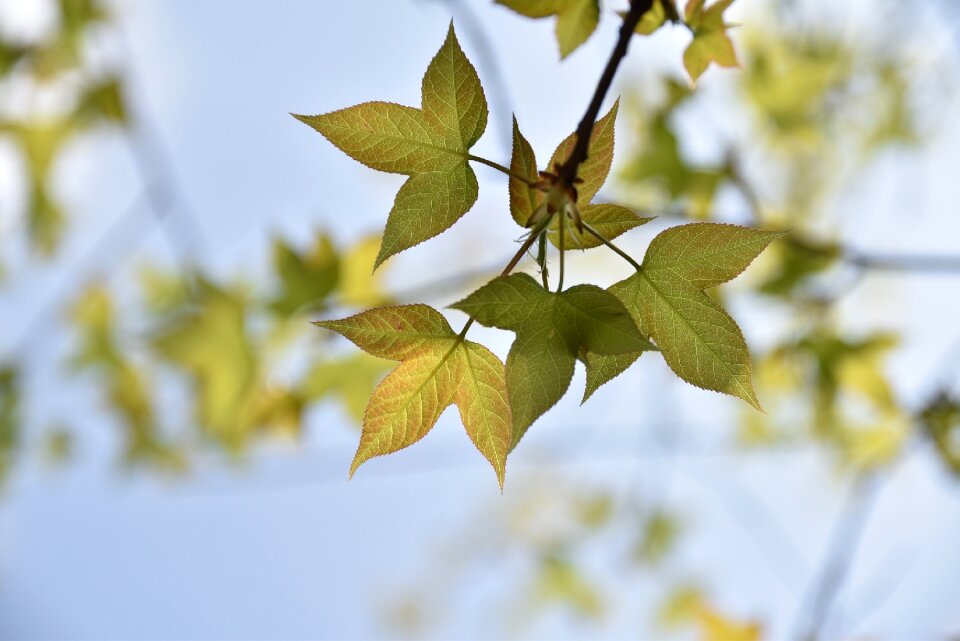 Plant flower leaf
