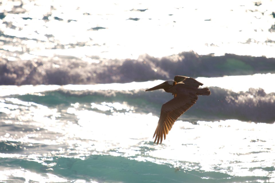 Pelican (243457559)