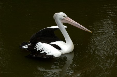 Pelican-Melbourne-Zoo-20070224-051