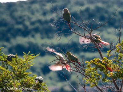 Patagonian Parrots On The Fly (231780269)