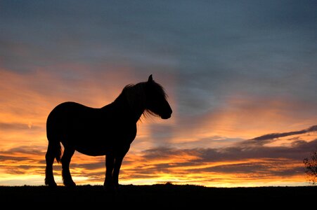 Animal equine pre
