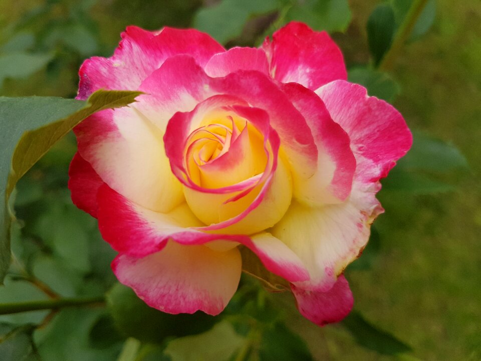 Flowers summer july