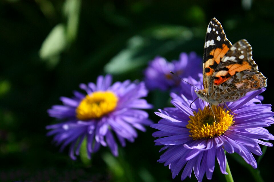 Butterfly flower Free photos