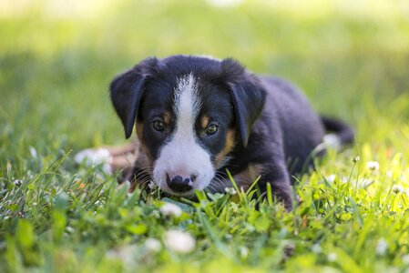 Appenzell puppy summer