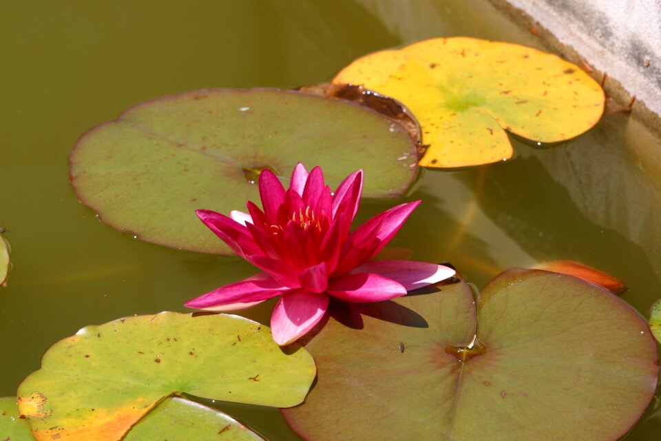Water lily nuphar lutea bloom