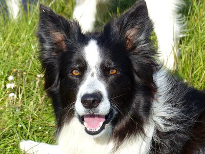 White black collie