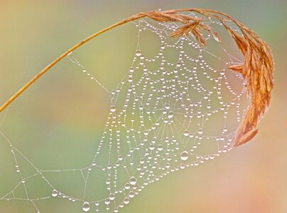 Dew morgentau nature