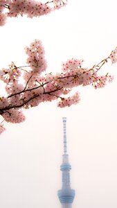 Cherry blossoms asakusa japan