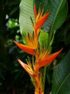 Blossom bloom rainforest