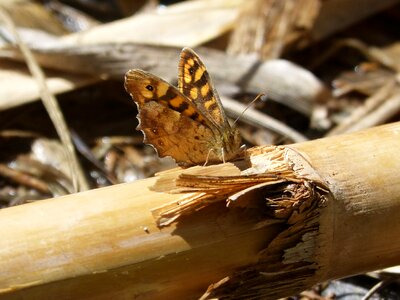 Butterfly lepidopteran orange butterfly