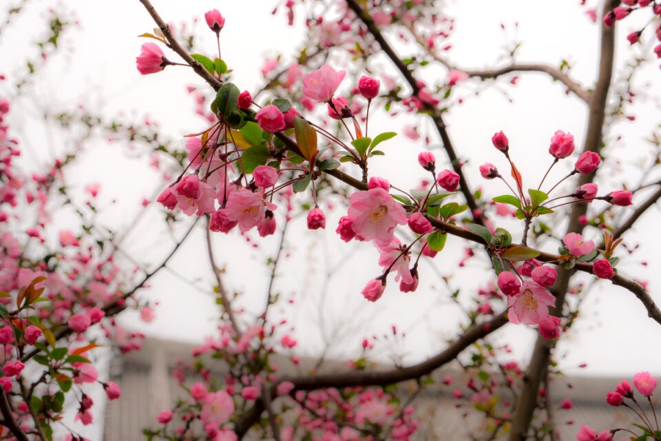 Japan cherry blossoms pink