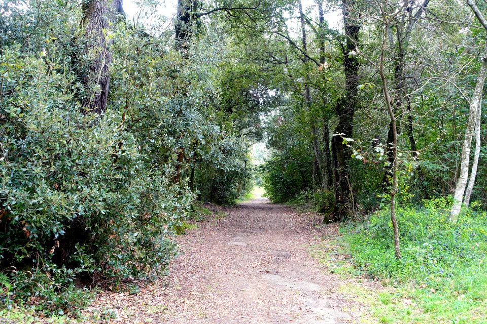 Path - Bosco - Villa Lante, Bagnaia, Italy - DSC01934
