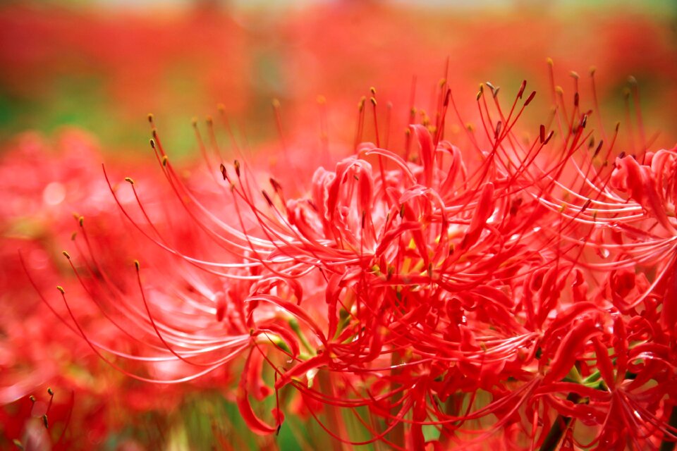 Flowers amaryllis red