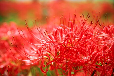 Flowers amaryllis red