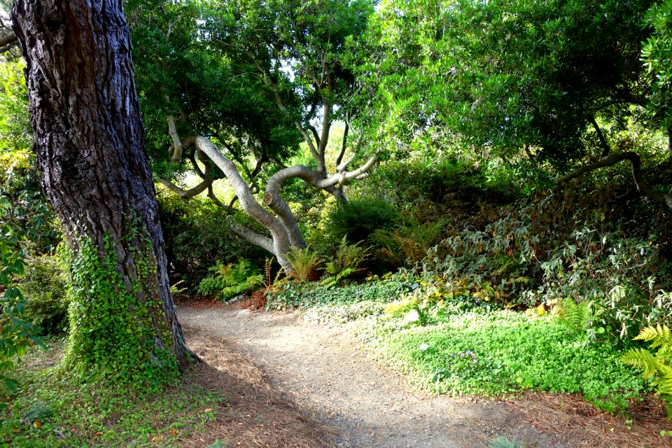 Path - Mendocino Coast Botanical Gardens - DSC02203