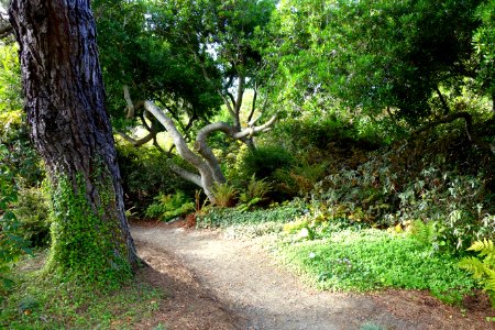 Path - Mendocino Coast Botanical Gardens - DSC02203