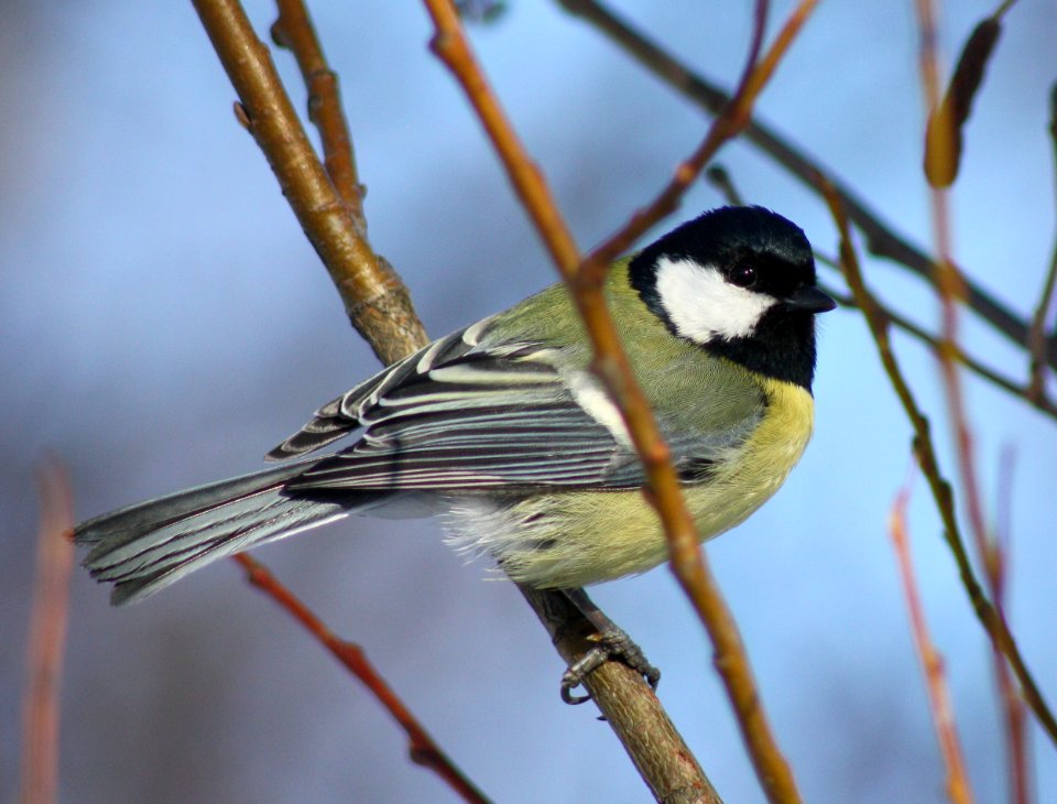Parus Major Oulu 20110320