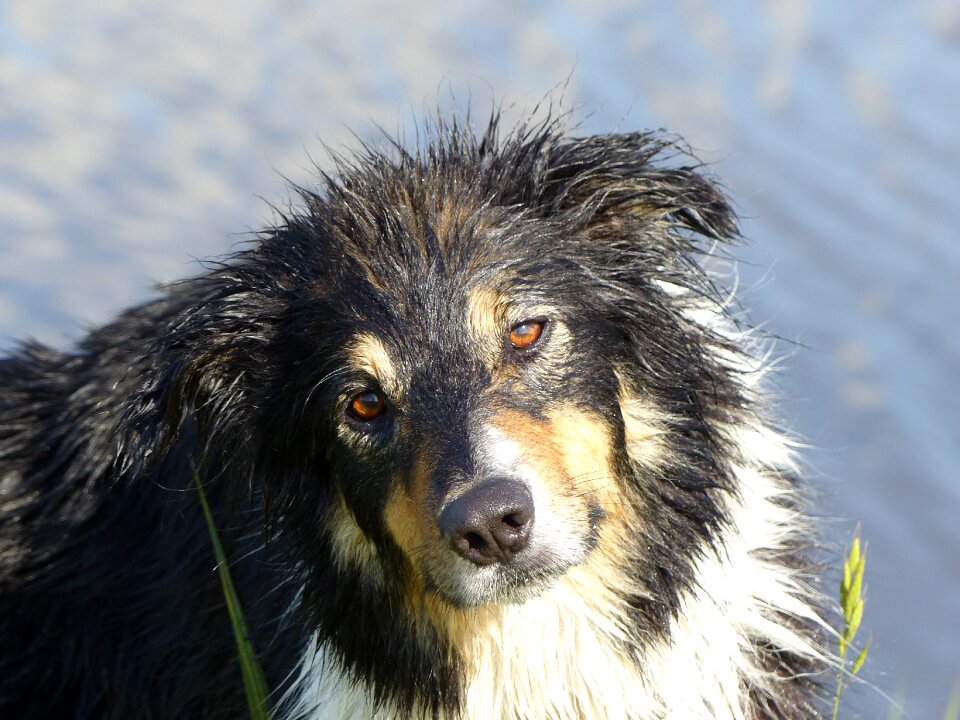 Sweet animal portrait