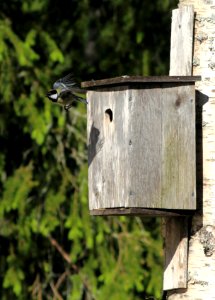Parus major Simo 20150620