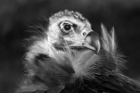 Animal beak bird of prey