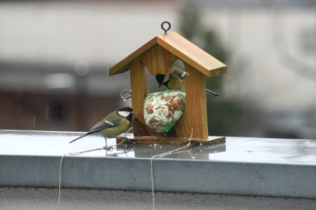 Parus major 030