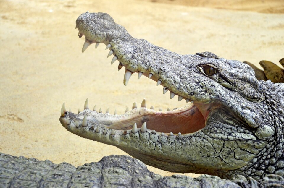 Tooth nature reptile