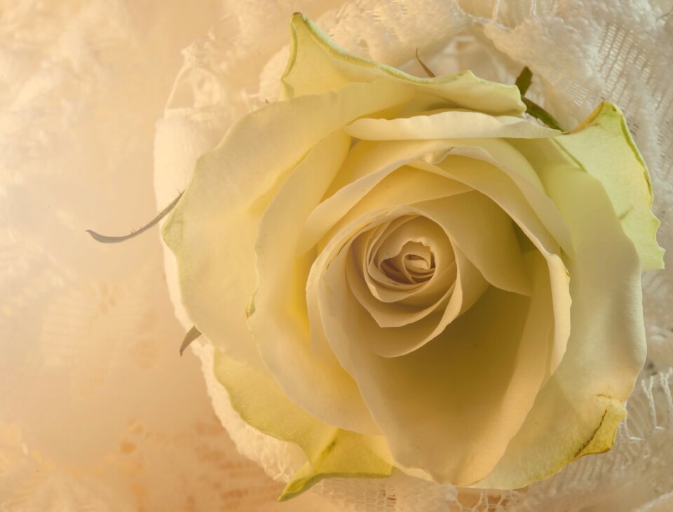White rose flower love
