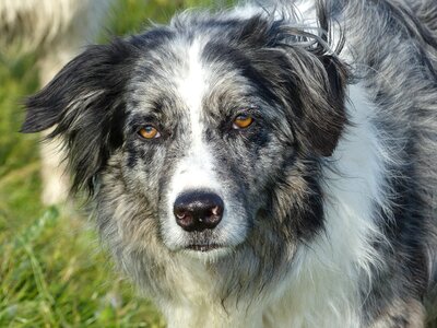 Pet border-collie blue merle photo