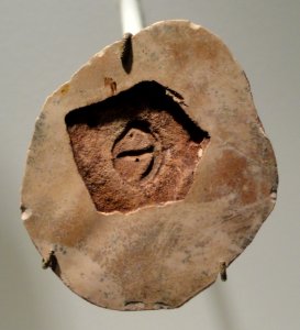 Parvancorina minchami, shield-shaped Ediacaran, Vendian, Ediacara Hills, south Australia - Houston Museum of Natural Science - DSC01390