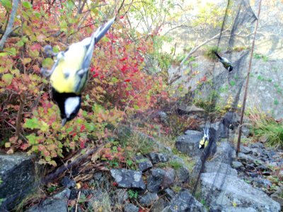 Parus major in ringing net of Landsort Bird Observarory-1