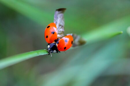 Macro insect animal photo