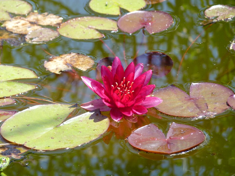 Water lily pink aquatic