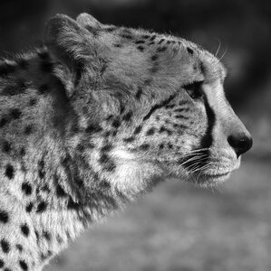 Predator animal feline