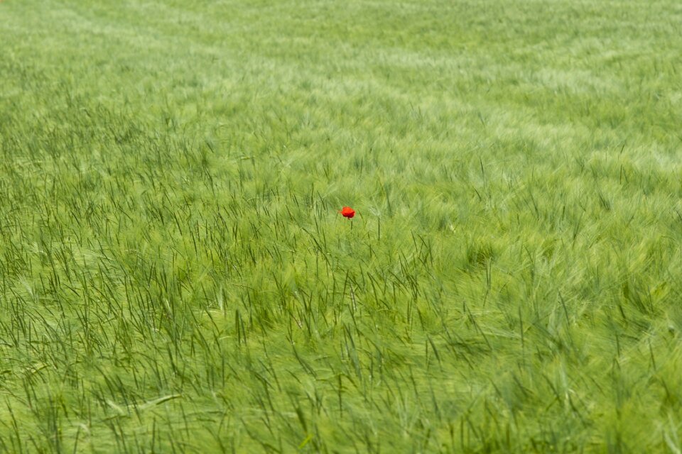 Nature cereals summer