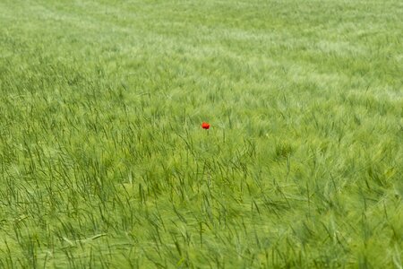 Nature cereals summer